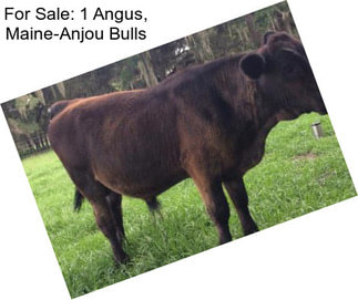 For Sale: 1 Angus, Maine-Anjou Bulls
