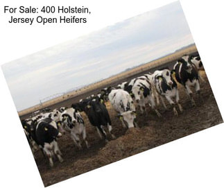 For Sale: 400 Holstein, Jersey Open Heifers