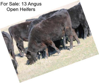 For Sale: 13 Angus Open Heifers