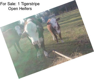 For Sale: 1 Tigerstripe Open Heifers