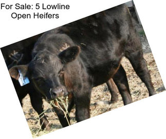 For Sale: 5 Lowline Open Heifers