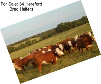 For Sale: 34 Hereford Bred Heifers