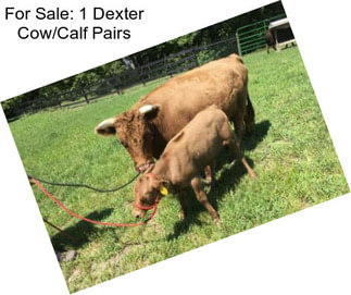 For Sale: 1 Dexter Cow/Calf Pairs