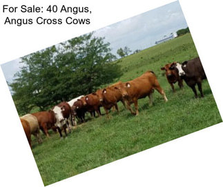 For Sale: 40 Angus, Angus Cross Cows