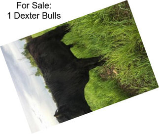 For Sale: 1 Dexter Bulls