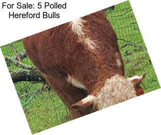 For Sale: 5 Polled Hereford Bulls