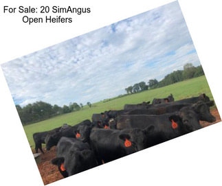 For Sale: 20 SimAngus Open Heifers