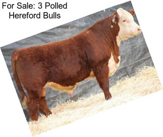 For Sale: 3 Polled Hereford Bulls