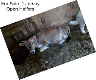 For Sale: 1 Jersey Open Heifers