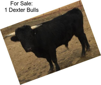 For Sale: 1 Dexter Bulls