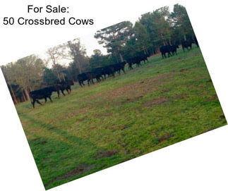 For Sale: 50 Crossbred Cows