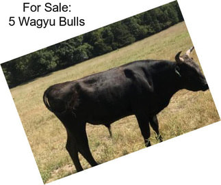 For Sale: 5 Wagyu Bulls