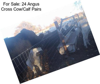 For Sale: 24 Angus Cross Cow/Calf Pairs