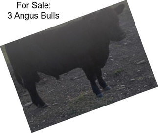 For Sale: 3 Angus Bulls