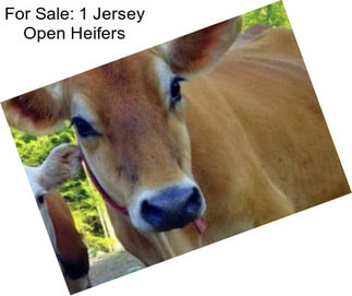 For Sale: 1 Jersey Open Heifers