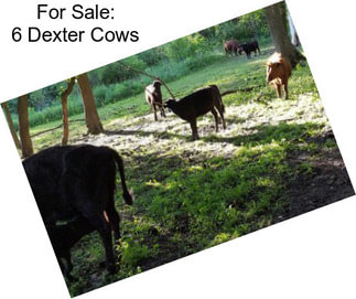 For Sale: 6 Dexter Cows