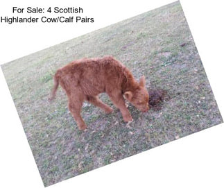 For Sale: 4 Scottish Highlander Cow/Calf Pairs