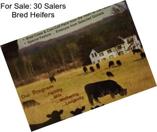 For Sale: 30 Salers Bred Heifers