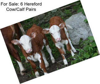 For Sale: 6 Hereford Cow/Calf Pairs