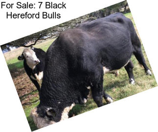 For Sale: 7 Black Hereford Bulls