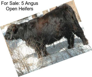 For Sale: 5 Angus Open Heifers