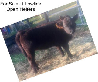 For Sale: 1 Lowline Open Heifers