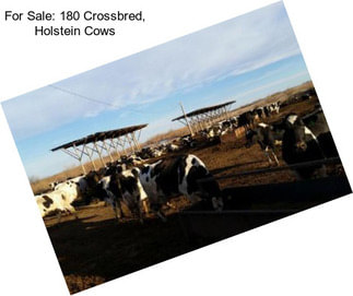 For Sale: 180 Crossbred, Holstein Cows