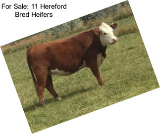 For Sale: 11 Hereford Bred Heifers