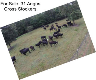 For Sale: 31 Angus Cross Stockers
