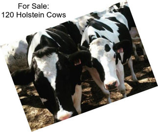 For Sale: 120 Holstein Cows