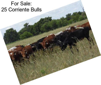 For Sale: 25 Corriente Bulls