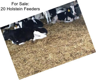 For Sale: 20 Holstein Feeders