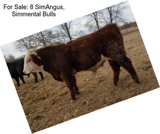 For Sale: 8 SimAngus, Simmental Bulls