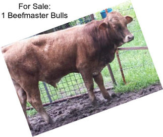 For Sale: 1 Beefmaster Bulls