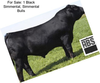 For Sale: 1 Black Simmental, Simmental Bulls