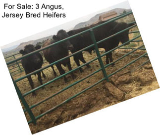 For Sale: 3 Angus, Jersey Bred Heifers