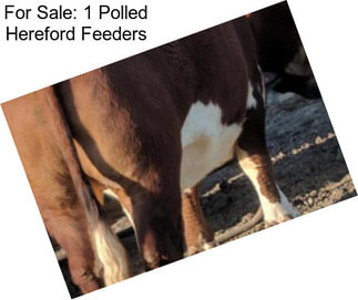 For Sale: 1 Polled Hereford Feeders