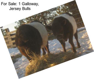 For Sale: 1 Galloway, Jersey Bulls