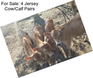 For Sale: 4 Jersey Cow/Calf Pairs