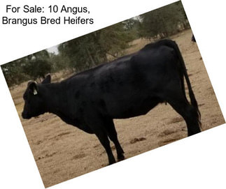 For Sale: 10 Angus, Brangus Bred Heifers