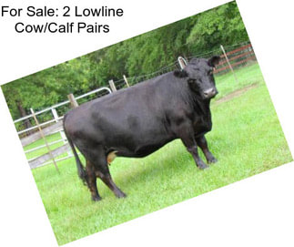 For Sale: 2 Lowline Cow/Calf Pairs