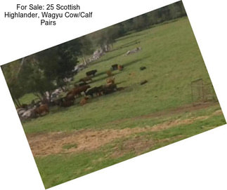 For Sale: 25 Scottish Highlander, Wagyu Cow/Calf Pairs