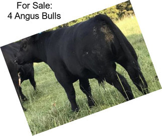 For Sale: 4 Angus Bulls