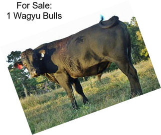 For Sale: 1 Wagyu Bulls