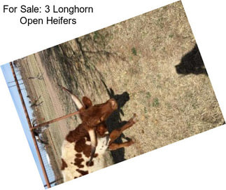 For Sale: 3 Longhorn Open Heifers