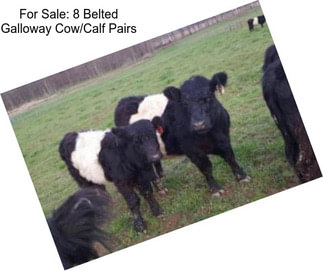 For Sale: 8 Belted Galloway Cow/Calf Pairs