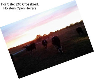 For Sale: 210 Crossbred, Holstein Open Heifers