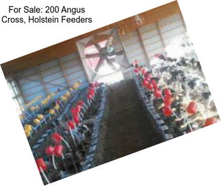 For Sale: 200 Angus Cross, Holstein Feeders