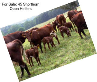 For Sale: 45 Shorthorn Open Heifers