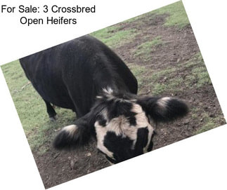 For Sale: 3 Crossbred Open Heifers